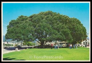 Moreton Bay Fig Tree