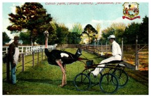 Florida   Jacksonville  Ostrich Farm, Driving Ostrich