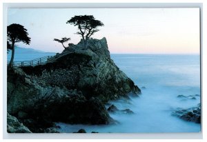 Vintage The Lone Cypress Pebble Beach, California. Postcard F114E