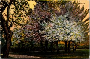 Vtg 1910's Orchard Springtime Blossoming Blossoms California CA Antique Postcard