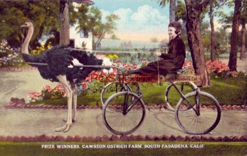 PRIZE WINNERS, CAWSTON OSTRICH FARM, SOUTH PASADENA, CALIF.