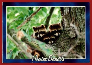 Indiana - Hoosier Bandits - [IN-135X]
