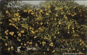 Florida Trees Mangoes