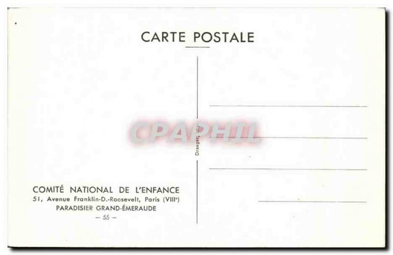 Postcard Old Paradisier Grand Emerald bird bird