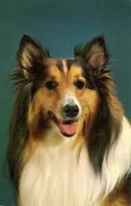 Dog -  Collie