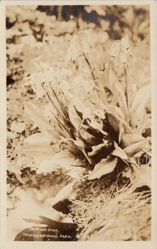 Rainier National Park WA Shooting Star Asahel Curtis Real Photo Postcard G19