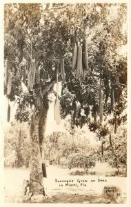 MIAMI FL SAUSAGES GROW ON TREES VINTAGE 1939 REAL PHOTO POSTCARD RPPC