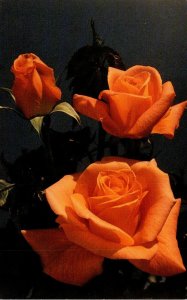 Texas Tyler Co-Op Nursery Roses Orange Blend Gravida Flova