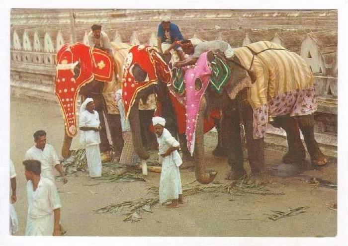 Perahera Elephants, Kandy, Sri Lanka, Asia, 1950-70s