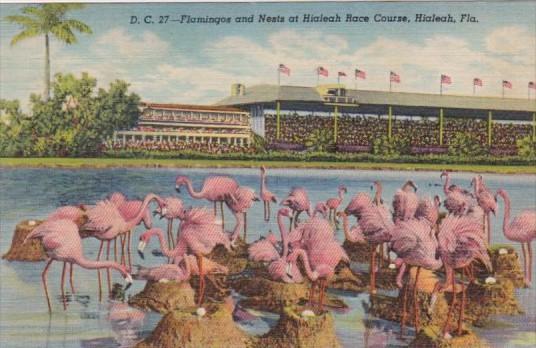 Florida Hialeah Flamingos and Nests At Hialeah Race Course 1949 Curteich