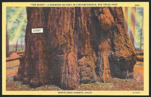The Giant Redwood Tree Big Trees Park Santa Cruz California Unused c1933