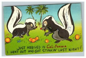 Vintage 1950's Comic Postcard 2 Skunks in California Drunk Humor