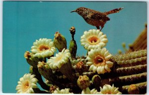 c1960s AZ Arizona Cactus Wren & Saguaro Blossom State Bird Flower Chrome PC A299