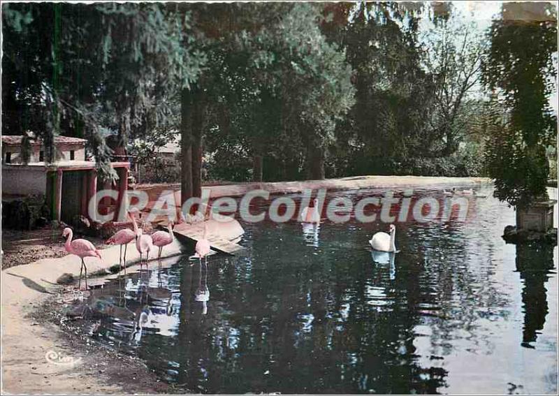 Postcard Modern Romaneche (S & L) Zoological Park Condeminals Flamingos (Africa)