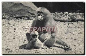 Old Postcard Gibbon Monkey and his little Zoo of Vincennes Zoo