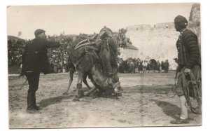 RPPC Postcard Men With Camels c. 1900s