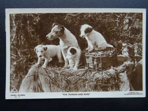 Portrait SMOOTH FOX TERRIER Dog Breed & PUPS c1914 RP Postcard by Lilywhite Ltd