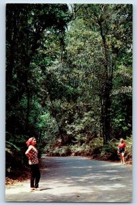 Ocho Rios Jamaica The W.I. Postcard Fern Gully c1950's Vintage Unposted