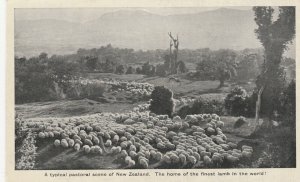 NEW ZEALAND, PASTORAL SCENE - Vintage POSTCARD