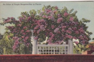 Florida Flowers An Arbor Of Purple Bougainvillea Curteich