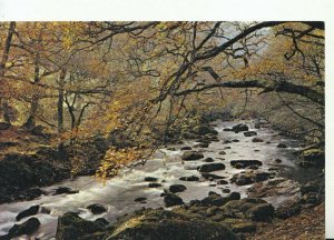 Wales Postcard - River Lledr Near Bettws-y-Coed - Caernarvonshire - Ref TZ10573