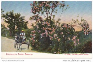 Bermuda Oleander In Bloom