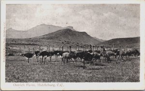 South Africa Ostrich Farm Middelburg Cape Colony Vintage Postcard C155