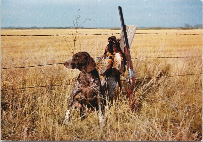 Hunting Dog & Chinese Ring-Necked Pheasant Shotgun 'Good Dog' Unused Postcard C3