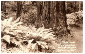 Zf-254 Giant Ferns and Redwoods Muir Woods Monument California RPPC Postcard