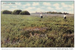 Third Crop Alfalfa