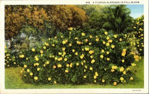 Florida Alamanda Full Bloom Vintage Postcard Standard View Card