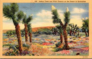 Cactus Joshua Trees and Wild Flowers On The Desert In Springtime 1939 Curteich