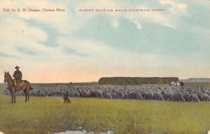 Choteau Montana Sheep Raising Vintage Postcard AA41463