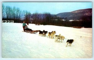 LENOX, Massachusetts MA~ Dog Sled Team EASTOVER RESORT c1960s Roadside Postcard