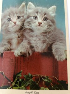 Vintage 50s Kittens Licking Paw Basket Novelty Cat Postcard Lot CurteichColor