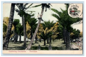 c1905 Greetings Cocoanuts Honolulu Hawaii HI Unposted Antique Postcard