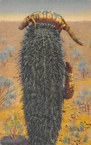 Gila Monster Misc, New Mexico NM s 