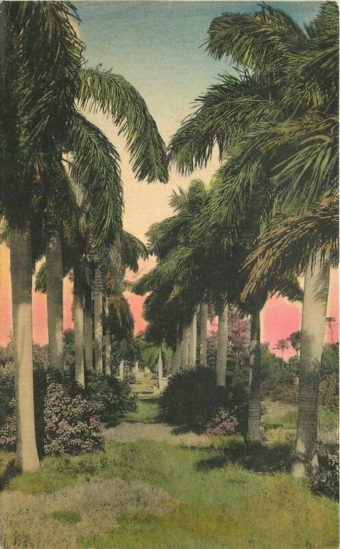 Florida Royal Palms #3000-5 1920s Sunny Scenes Postcard hand colored 22-3785