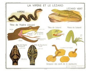 Viper Snake Lizard Reptile Old School Educational Chart Postcard