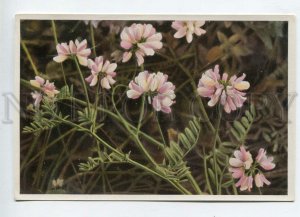 427987 Flower Coronilla varia Vintage Sammelwerk Tobacco Card w/ ADVERTISING