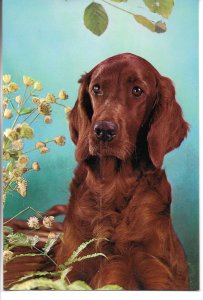 Animals. Dog Modern Spanish photo postcard 1970s