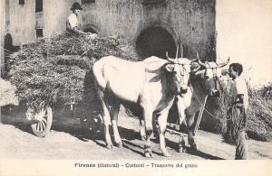 BG32625 firenze dintorni costumi transporto del grano cow types folklore italy
