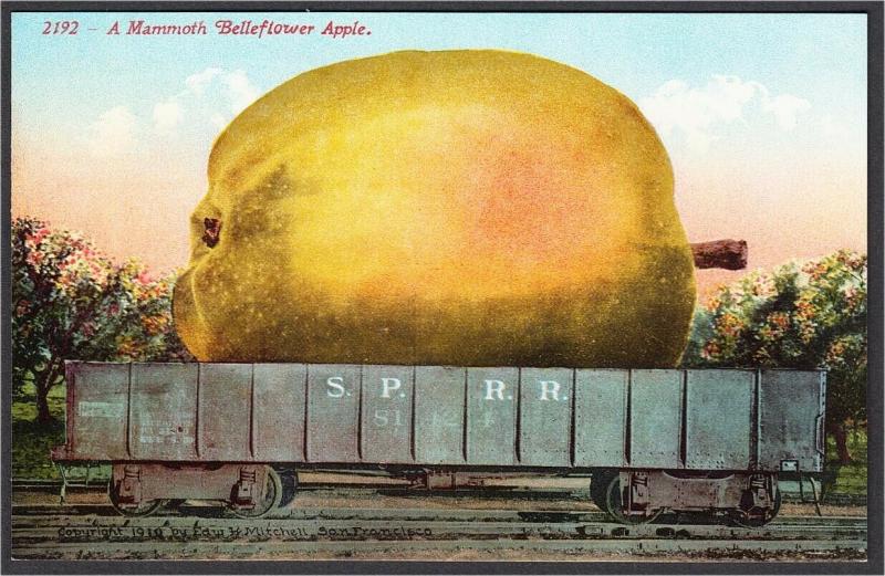 Mammoth Bellflower Apple Southern Pacific Railroad Exaggeration Postcard 1910