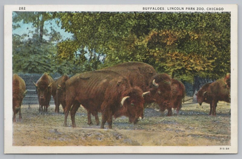 Animal~Buffaloes Lincoln Park Zoo Chicago~Vintage Postcard 