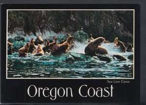 Animals Postcard - Sea Lion Caves, Oregon Coast, America   RR4576