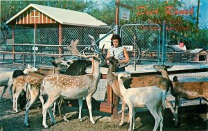Animals Amusement Deer Ranch 1950s Tucson Arizona Petley Postcard 20-13859
