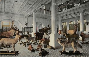 Provincial Museum, Victoria, B.C. Taxidermy Animals c1910s Vintage Postcard
