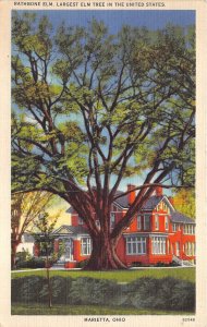 Marietta Ohio 1940s Postcard The Rathbone Elm Tree Largest In United States