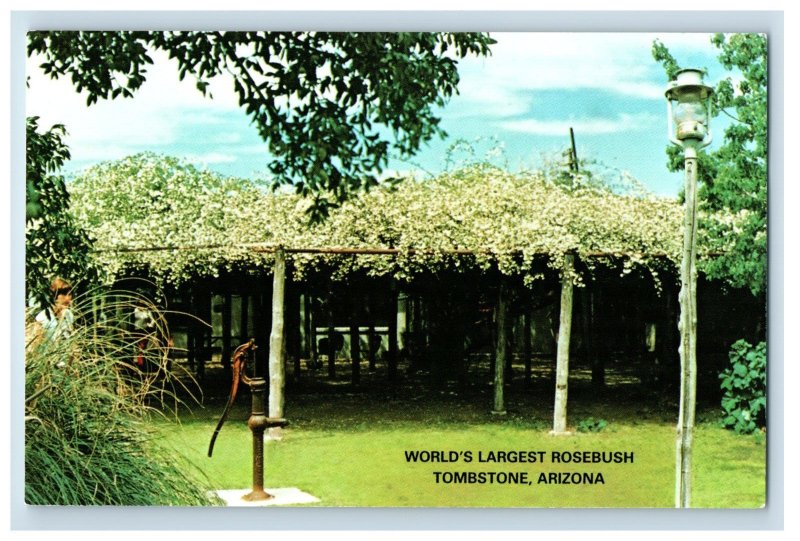 Vintage Worlds Largest Rosebush Tombstone Arizona Postcard P109E