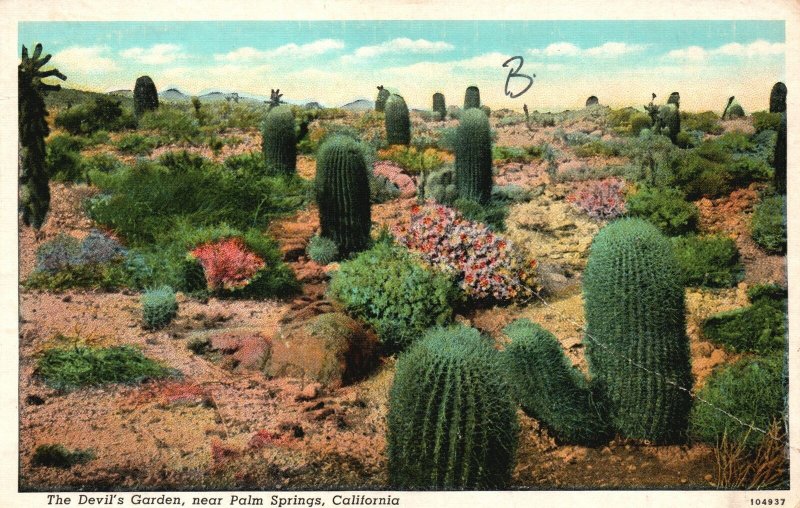 Vintage Postcard The Devil's Garden Near Palm Springs Natural Cactus Garden CA